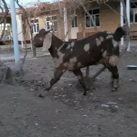 Пакистан гечи