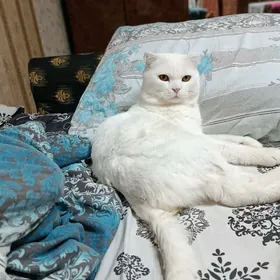 на вязку кота