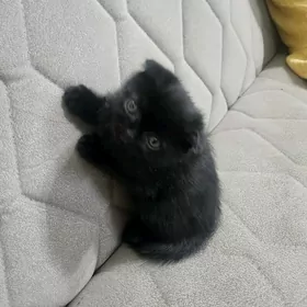 Шотландский шоколадный