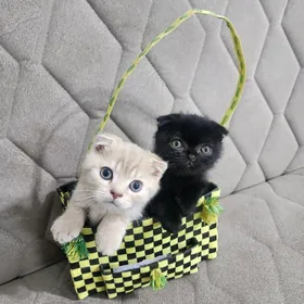 Шотландские котята