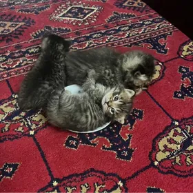 котята вислоухие