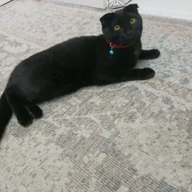 вислоухая  6меяц