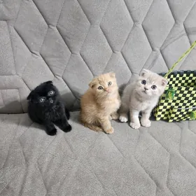 Шотландские котята