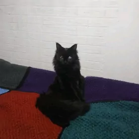 Пропала кошка