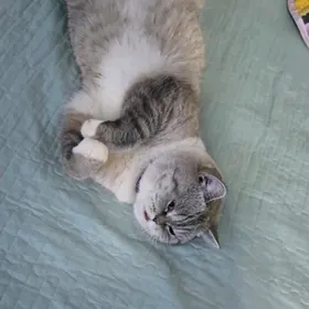 британский кот Луна