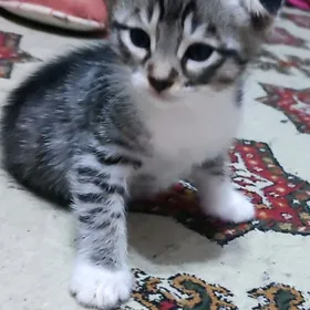 вислоухие котята