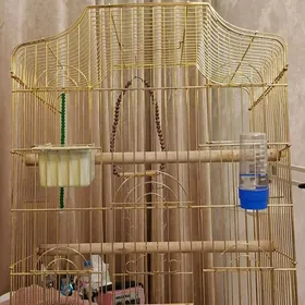 большая клетка