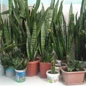 домашние растения