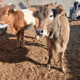 окузлер гачарлар