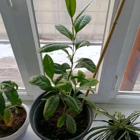 Limon şitil 1 ýyllyk