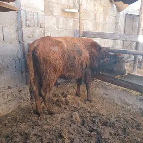 Sygyr gaçar bogaz 1garyn