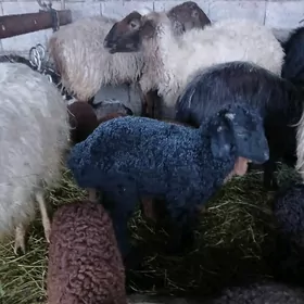 Guzuly goyun bogoz goyun