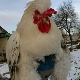 Towsan gurukly balgar horaz