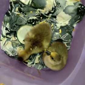 газ жужелер