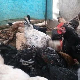 Броллер Гигант Товуклар