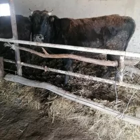 Окуз 2 яшан okuz