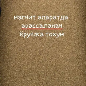 Ýorunja tohum Ёрунжа тохум