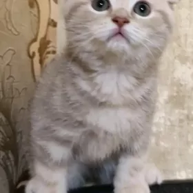 шотландские шиншиллы