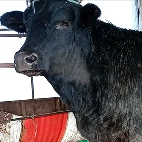 Baklyk yola dusen okuzler