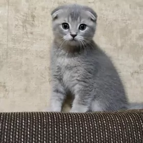 шотландские шиншиллы