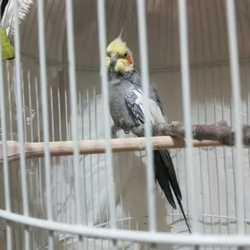 попугай Карелла