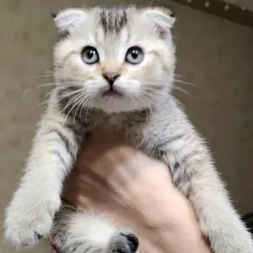 шотландские шиншиллы