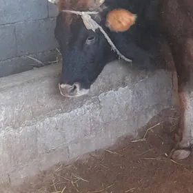 гысыр сыгыр