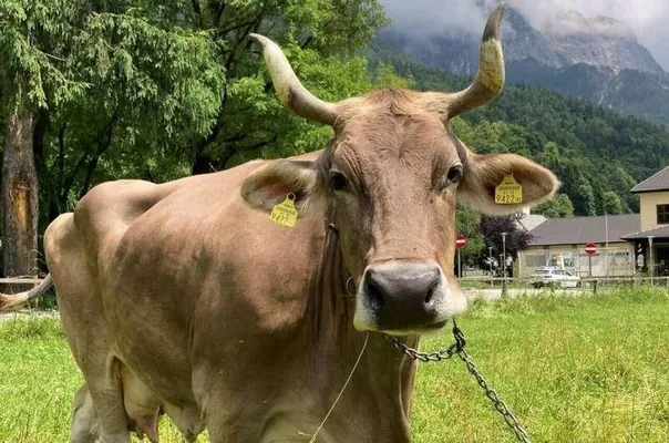 Awstriýada zähmet guralyny ulanmaga ukyply sygyr tapyldy