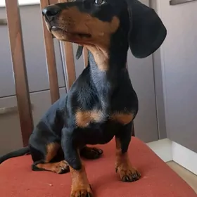 таска эркеки герек