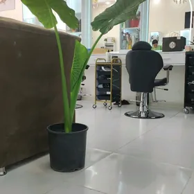 salonda yer bar arenda