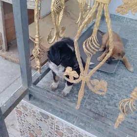 щенки в добрые руки