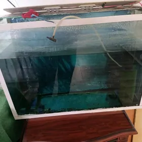 akwarium balyklary bn gyssagly