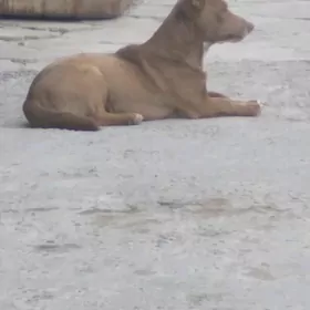 пароба мането