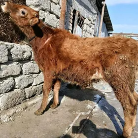 öküz işdäsi söz ýok