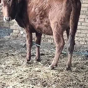 yetlik boğaz unajin