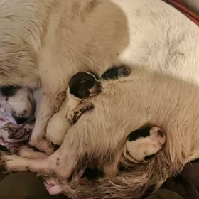 Mugt berjek Отдам бесплатно