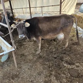 саглик инек