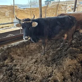 саглык инек