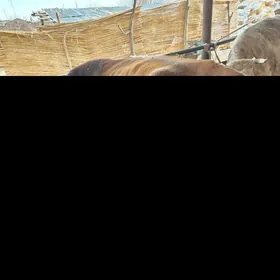 саглик инек