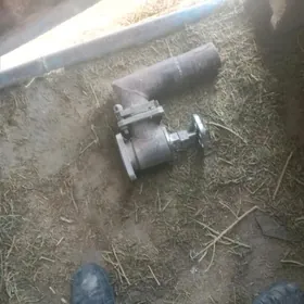 vadavoz krent 65 lik