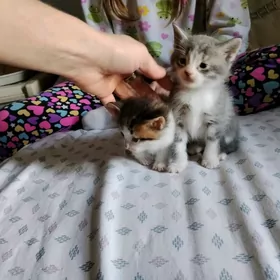 Отдаем в Добрые руки