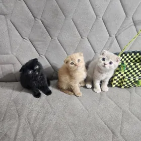 Шотландские котята