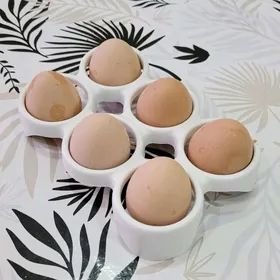 Käkilik Sisarka ýumurtga