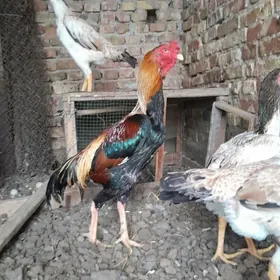 horaz  srocno satlyk