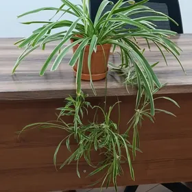 Хлорофитум