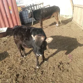 сыгыр гачарлар