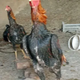 Ташкент хораз