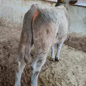 Arassa Şiwet Öküz