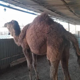 bogoz   gayalyk. yuwoşo  mal