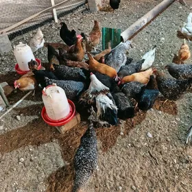 dominant,ataks towuklar